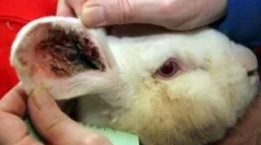 Tratamentul iepurilor din ureche tick