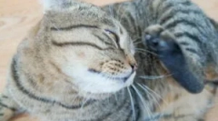 Tratamentul broșetelor de la pisici