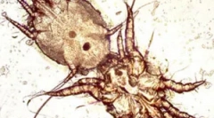 Tratamentul căpușelor urechii în pisici