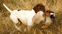 Ratele legale de câini