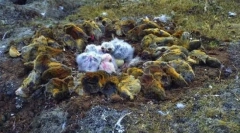 Lemmings - salturi de pe stânci