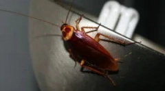 Indiferent dacă zboară gândacii?