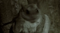 Scrisori: fapte interesante despre proteinele de luptă