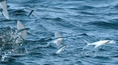 Fly fish - miracolul naturii