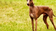 Ajutor (foto): elegant și jucăuș favorit nobilime regal