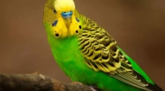 Lezginka efectuată de papagali: video, unde pene au dansul riguros