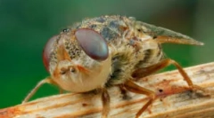 Larvele de ovăz în corpul uman și animal