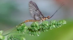 Baruri și pescuit larve