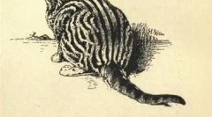 Fata de brand whiskas și alte anunțuri de pisici stele