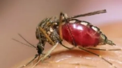 Febră galbenă, denga și zika, transportată de țânțari