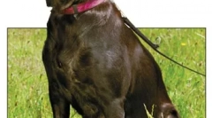 Limfom și leucemie la câini