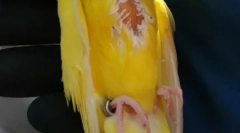 Parrot de lipomi, cauze, tratament