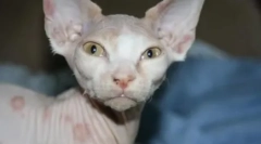 Deprima pisici: cauze și tratament