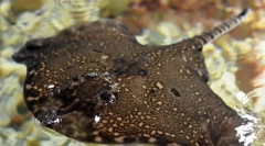 Marea lisar, sau ghimpată