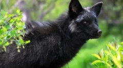 Piele: câinele și vulpea și vulpele sunt posibile