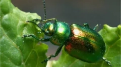 Fișa: descriere și deteriorare