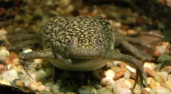 Broasca shorth este netedă