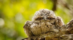 Flagshorot. Familie de păsări