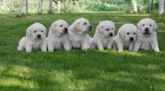 Rasele preferate de câine de la americani: duzină cea mai bună