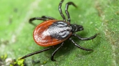 Fapte curioase despre căpușe