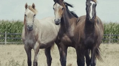 Cai: fapte interesante despre cele mai nobile animale 🐎