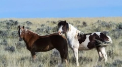 Cai de lumină nouă