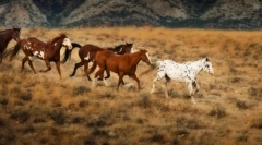 Cai în viața sălbatică