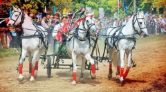 Sărbători de cai în diferite țări