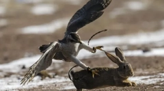 Păsări de păsări