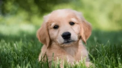 Cele mai bune rase de câine pentru copii în apartament