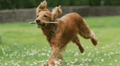 Cea mai bună rasă de câine pentru vârstnici - fotografie și descriere