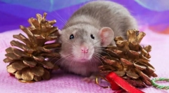 Cele mai bune animale de companie