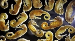 Cele mai bune fotografii ale wildlife 2011