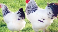 Cele mai bune pui de rasa de carne