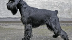 Cei mai buni caini de reproducere pentru apartamente