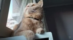 Cele mai bune gulere de la purici și căpușe pentru pisici