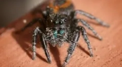 Cei mai buni păianjeni pentru casă