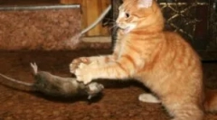 Cele mai bune pisici pisici-rădăcini