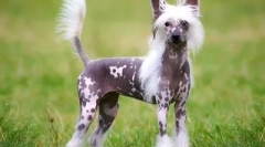 Cei mai buni câini pentru păstrarea în apartament: cum să alegeți un animal de companie