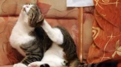 Cele mai bune fișiere de la bloch: revizuire și criterii