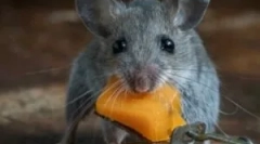 Cele mai bune remedii de la șobolani și șoareci