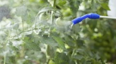 Top unelte de la tlima pe plante