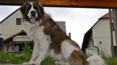 Cele mai bune ceasuri pentru o casă privată