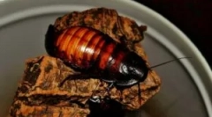 Madagascar barkroach și conținutul său