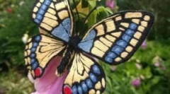 Mahaon: descrierea și stilul de viață