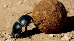 Gândaci majori, bronz și insurgenți