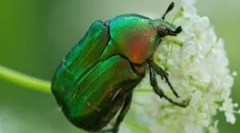 May beetle: descriere, stil de viață și varietate
