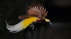 Păsări mici de paradis