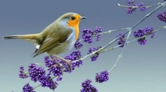 Malinovka (foto): spot roșu strălucitor în pădurea gamma