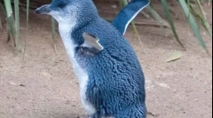 Penguin albastru mic